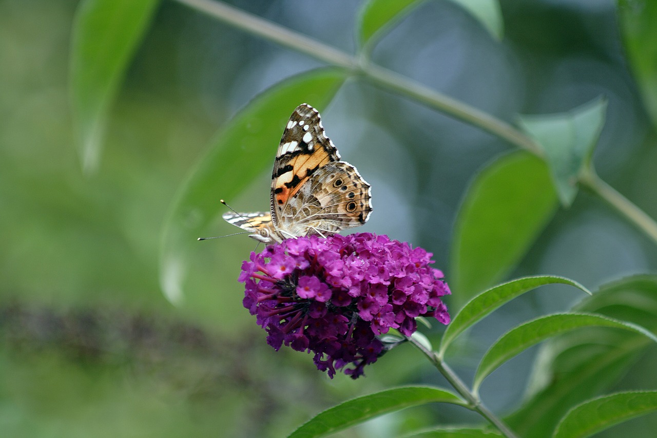 butterfly  little fox  blossom free photo