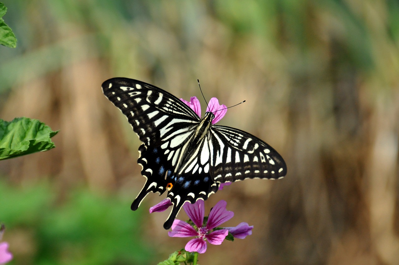 butterfly  flowers  insect free photo