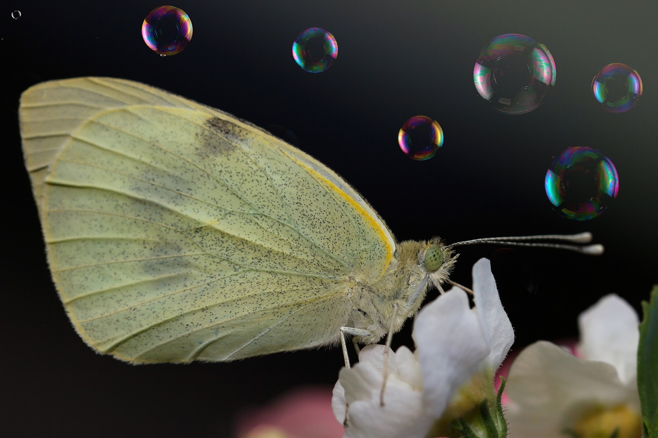 butterfly  flower  macro free photo