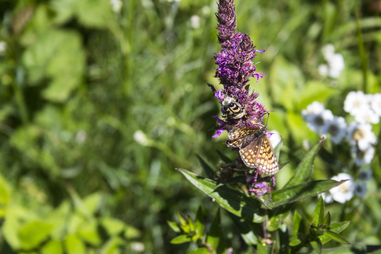 butterfly  blossom  bloom free photo