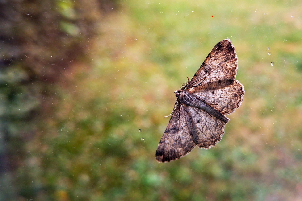 butterfly  moth  insect free photo