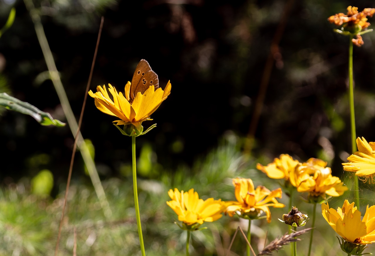 butterfly  flower  nature free photo