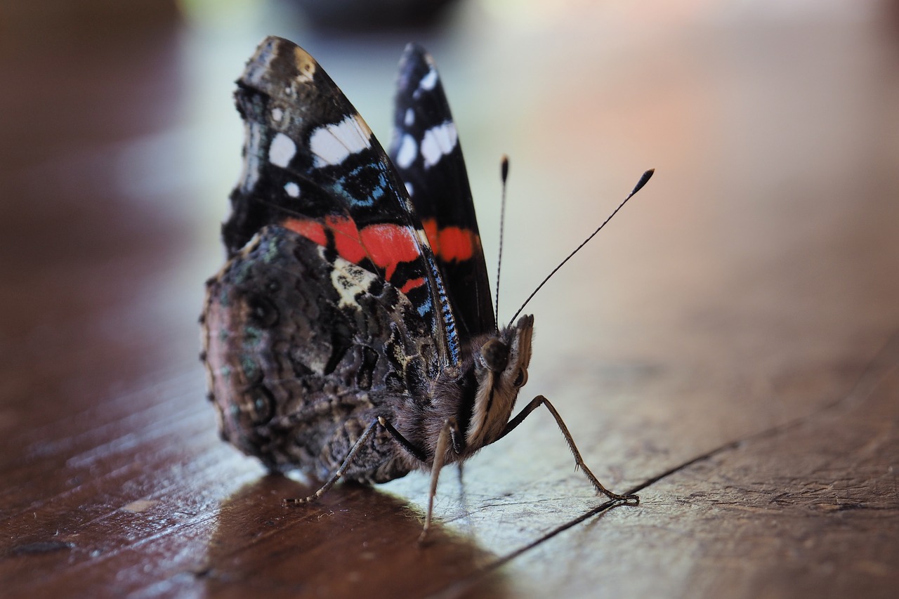 butterfly  colors  insect free photo