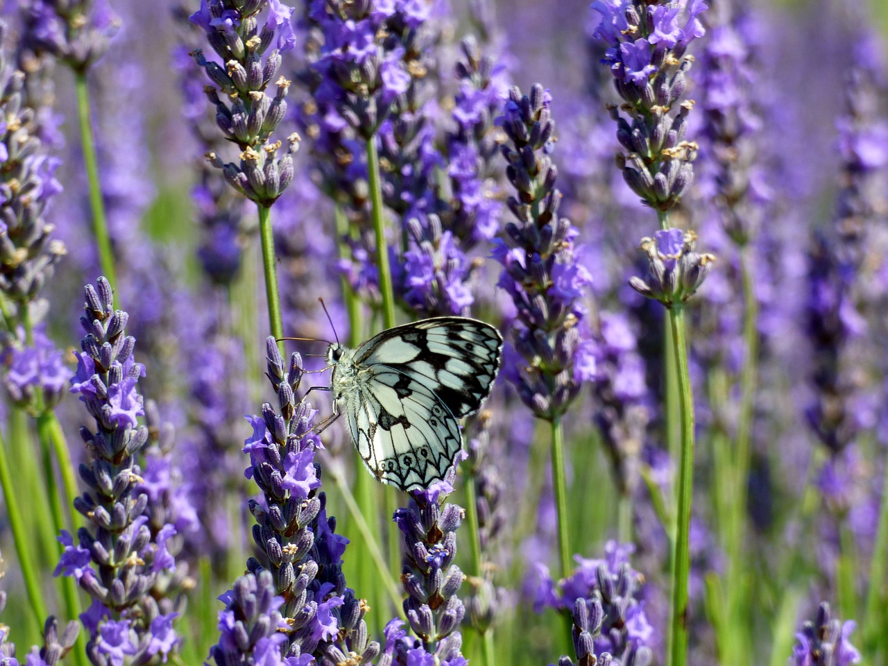 butterfly  white  lavender free photo