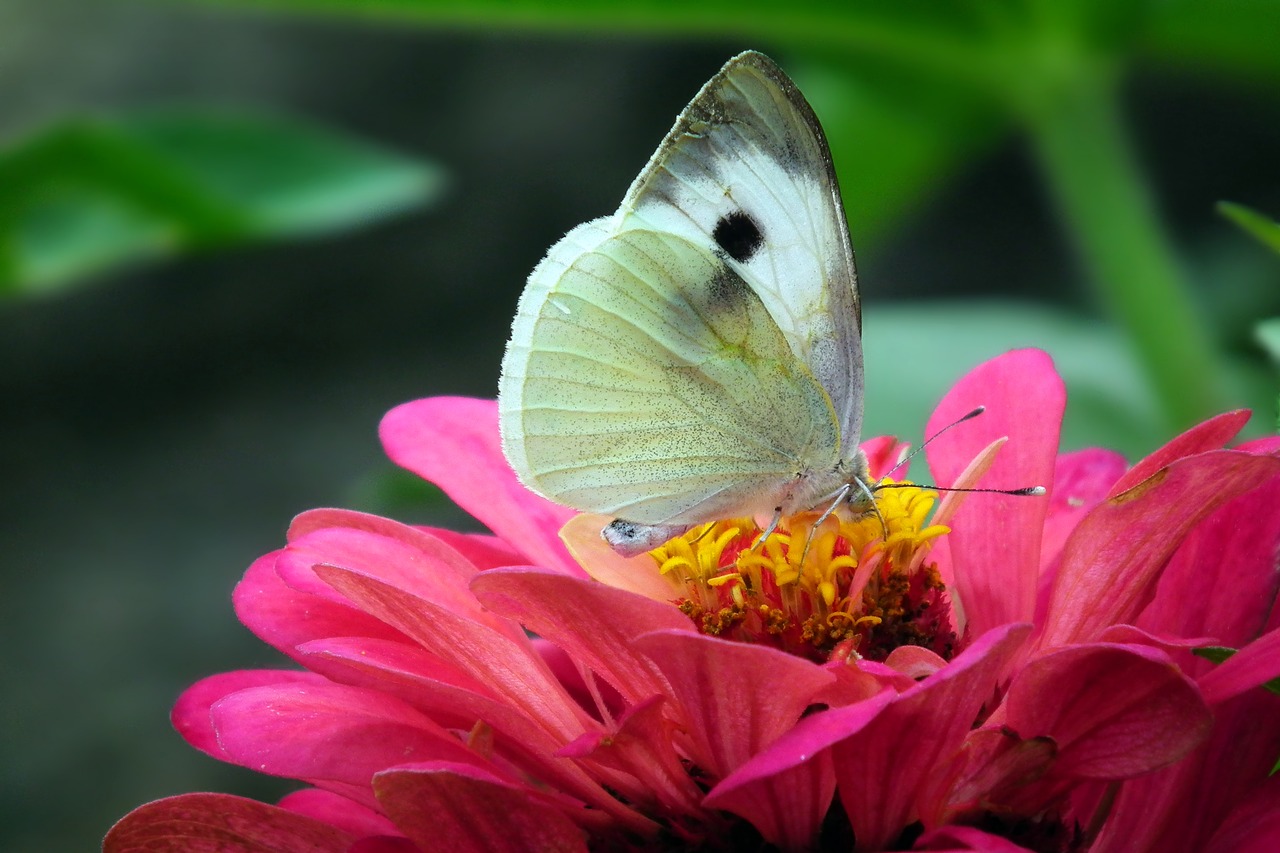 butterfly  insect  flower free photo