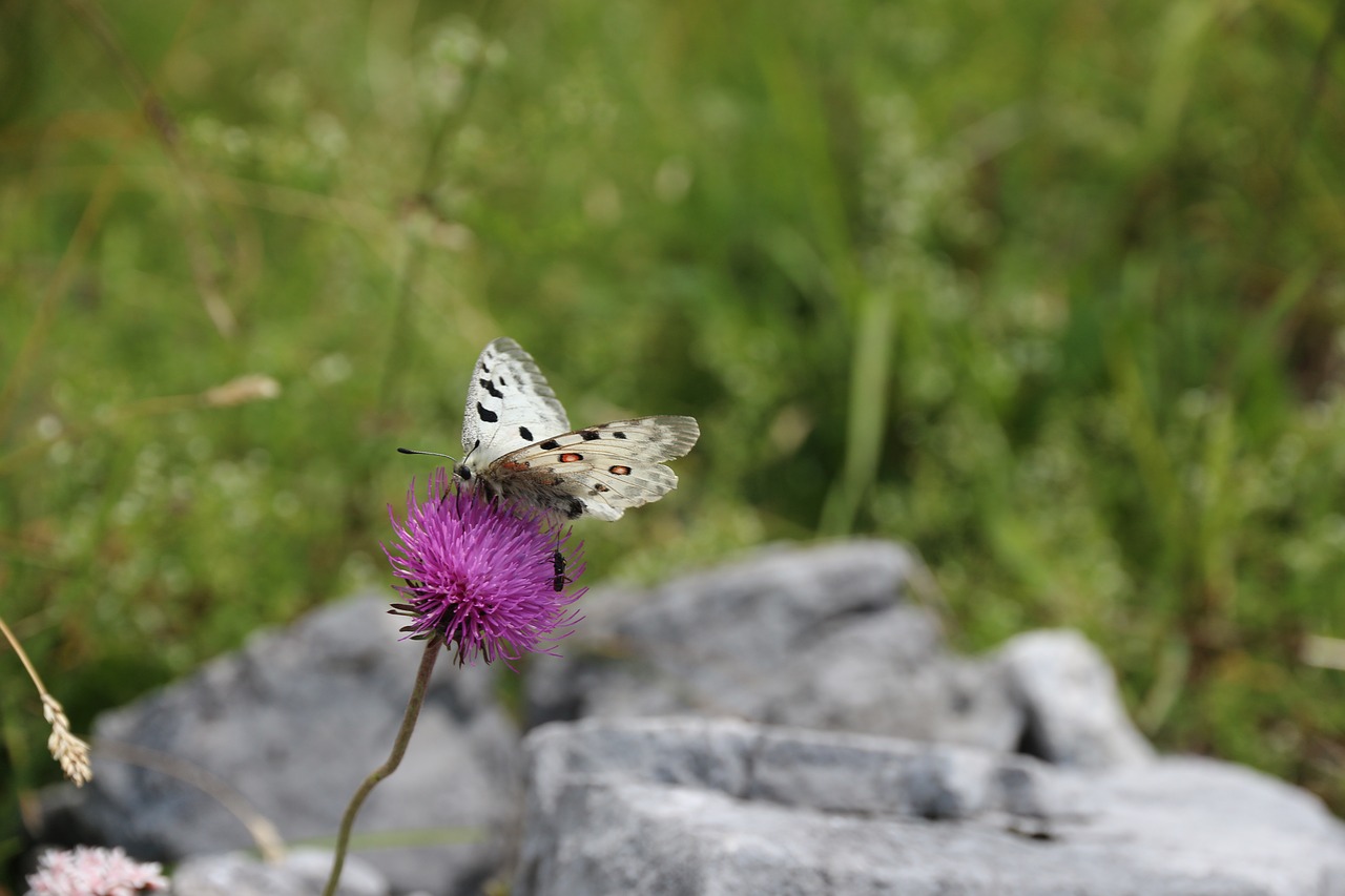 butterfly  gonepteryx rhamni  nature free photo