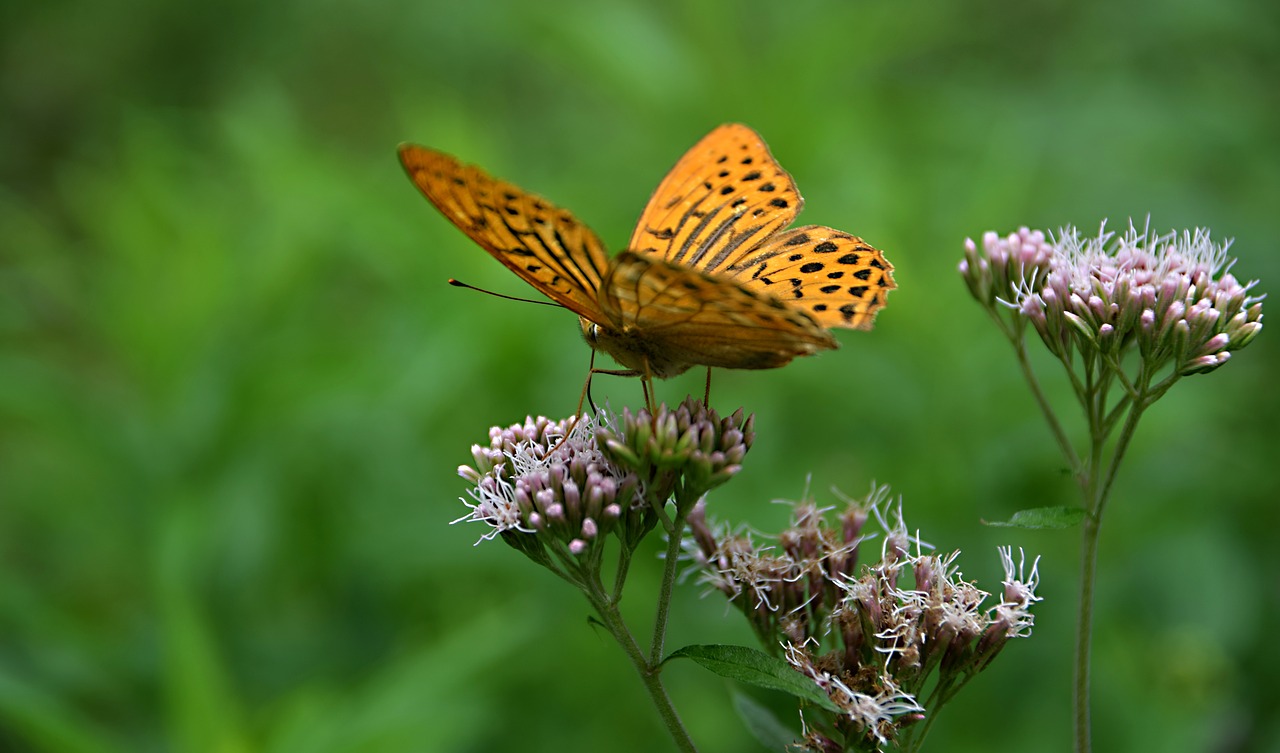 butterfly  insects  meadow free photo