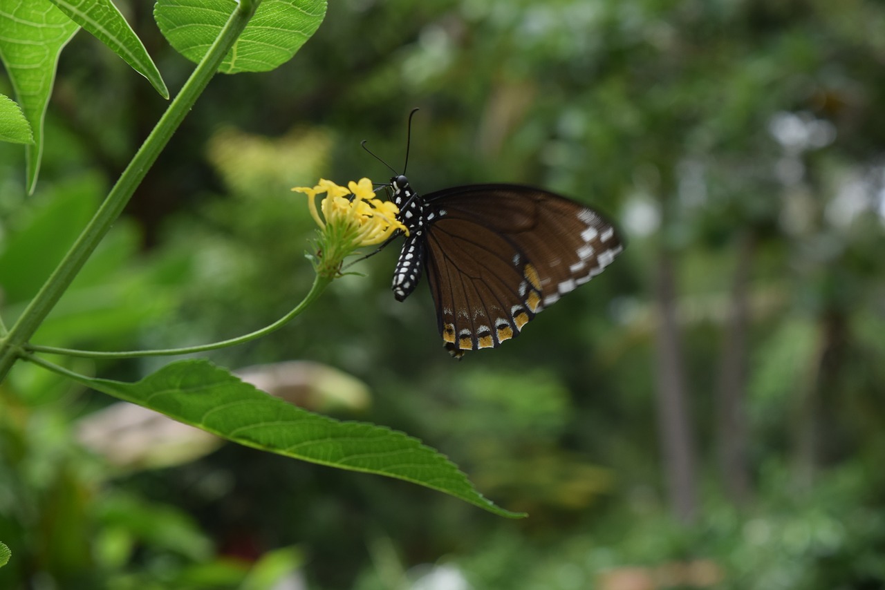 butterfly  flower  nature free photo