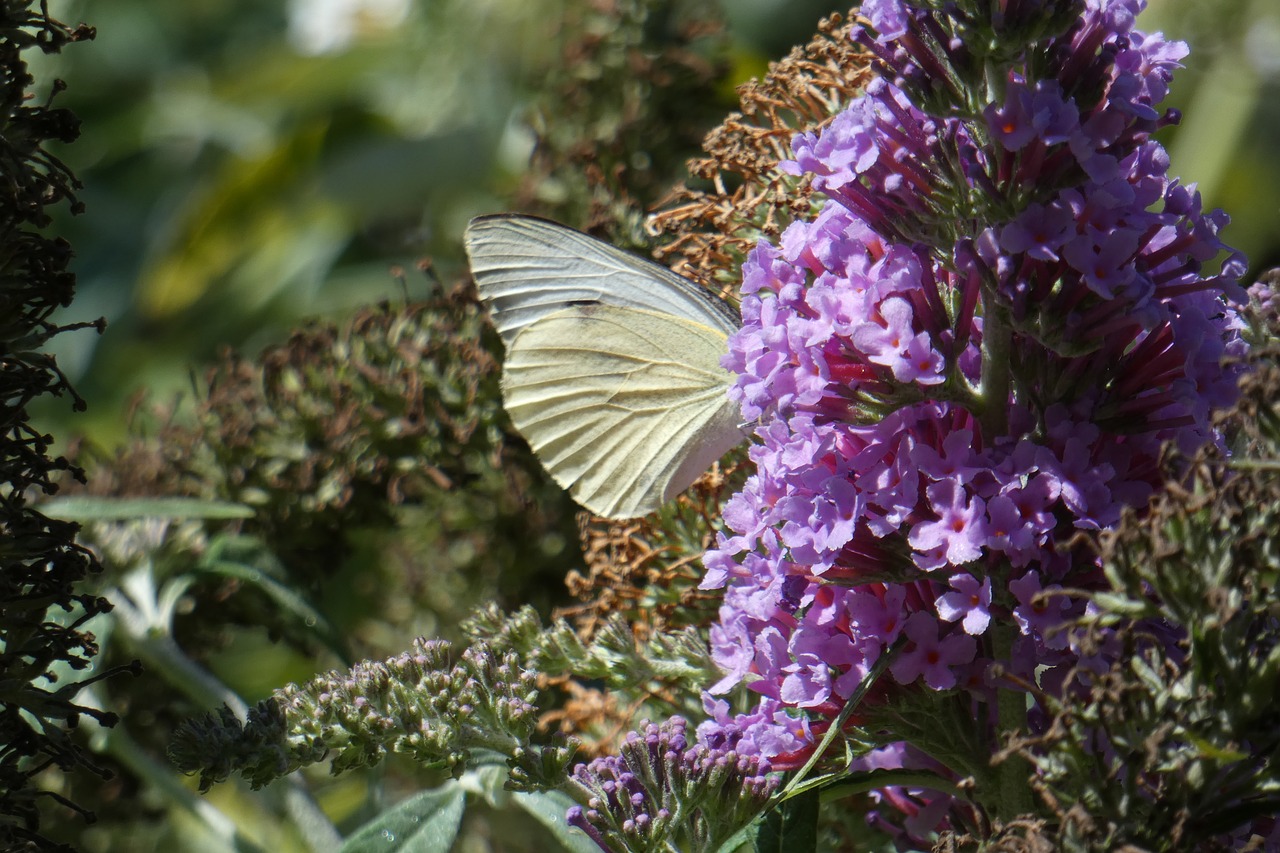 butterfly  white  flower free photo