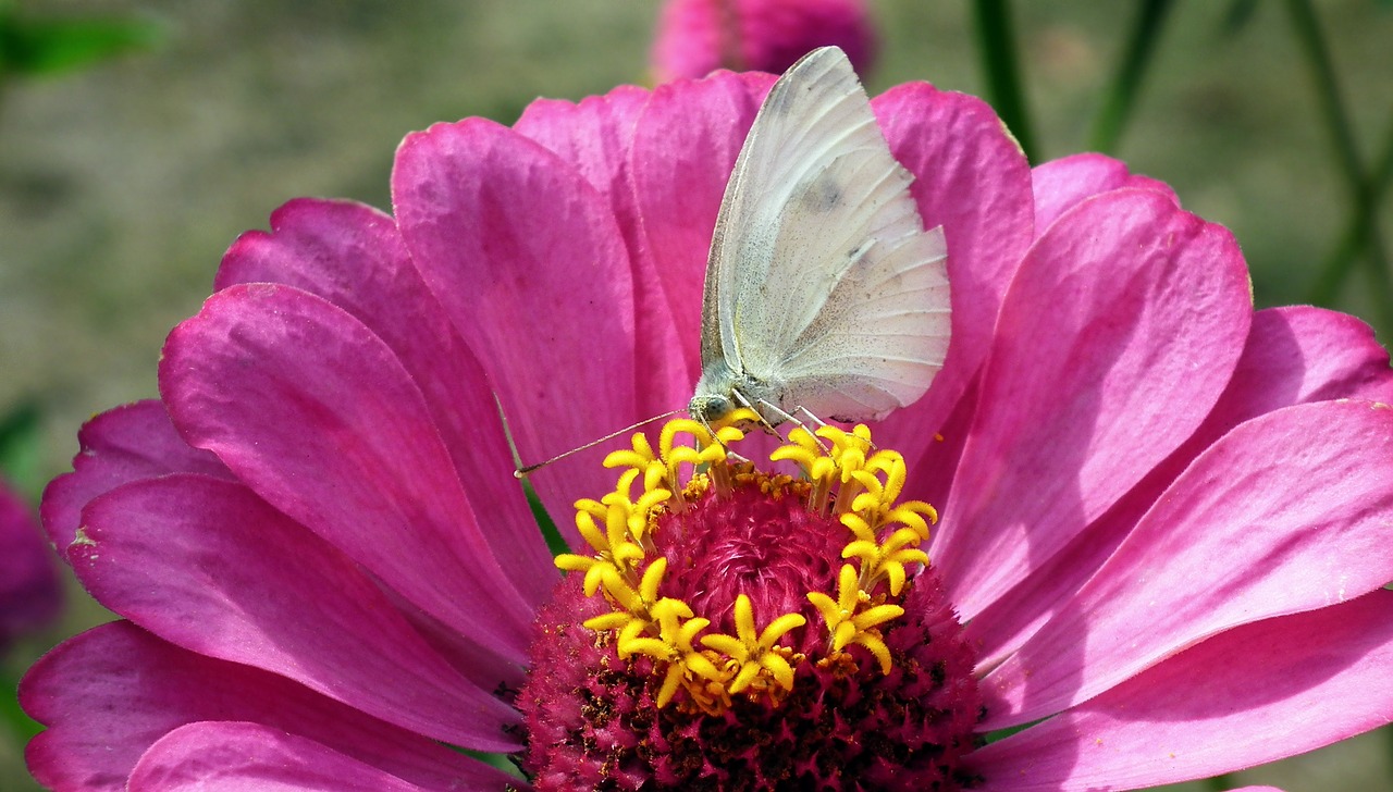 butterfly  insect  flower free photo