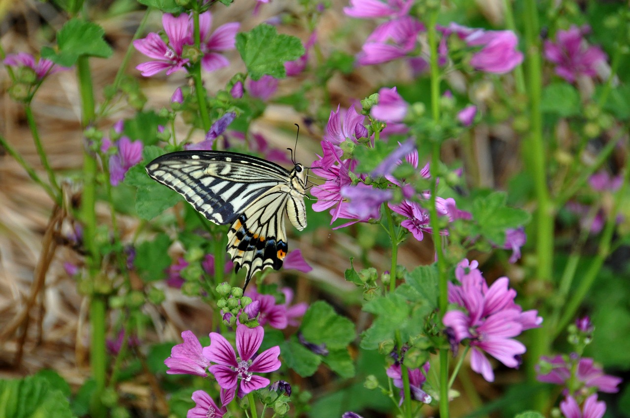 butterfly  flowers  swallowtail butterfly free photo