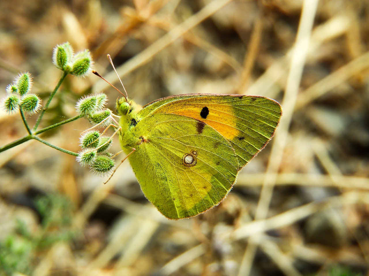 butterfly  green  nature free photo