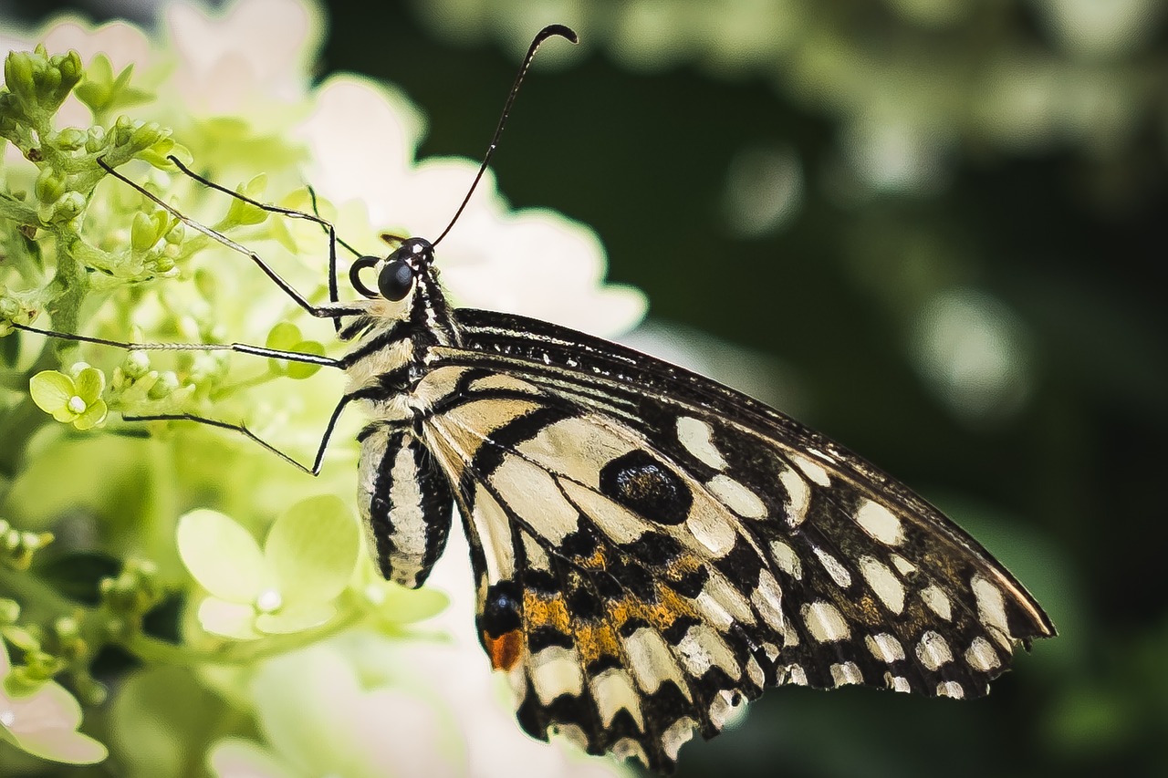 butterfly  blossom  bloom free photo