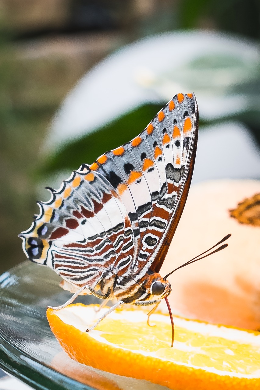 butterfly  wing  nature free photo