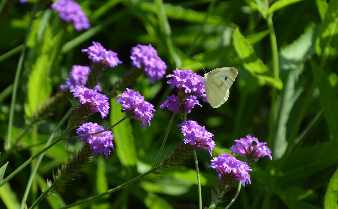 butterfly  flowers  summer free photo
