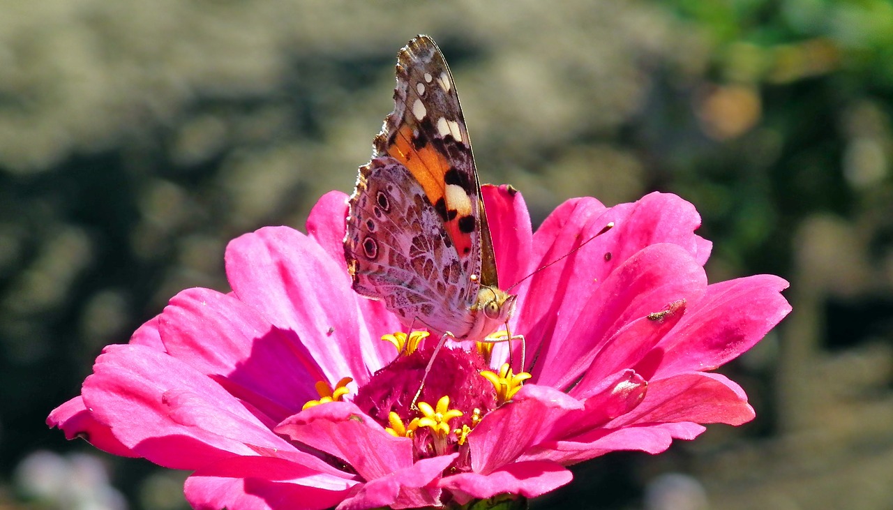 butterfly  flower  zinnia free photo