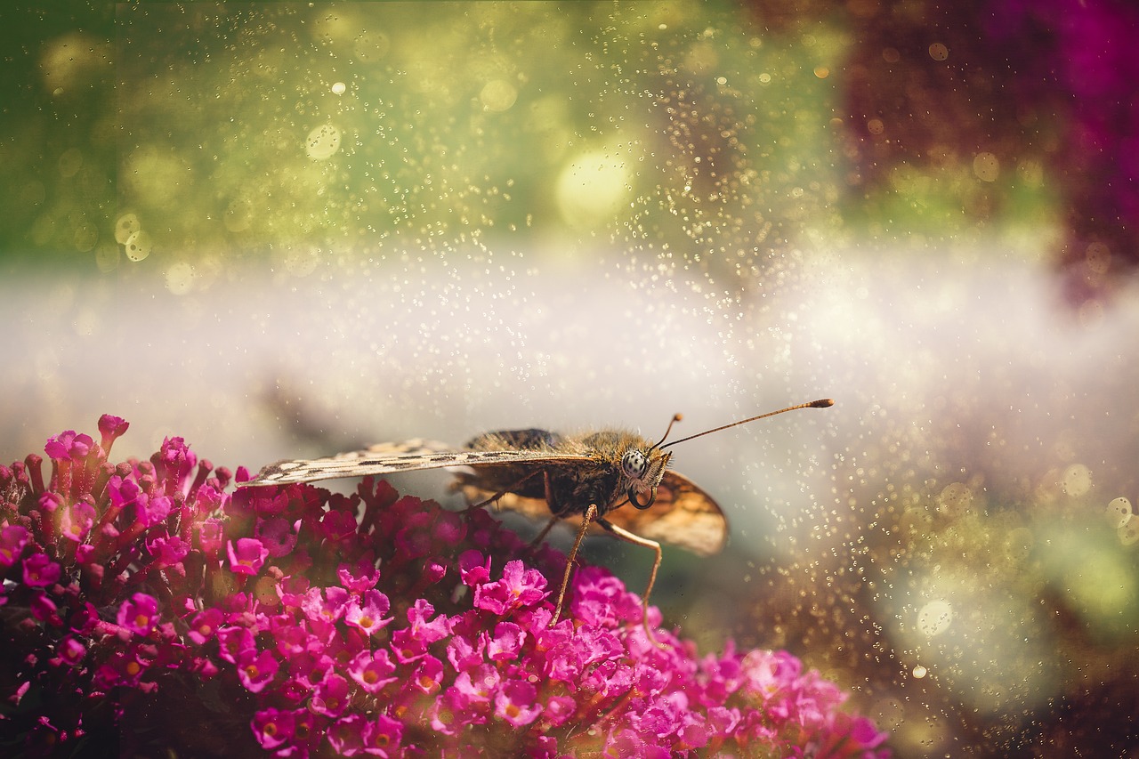 butterfly  nature  edelfalter free photo