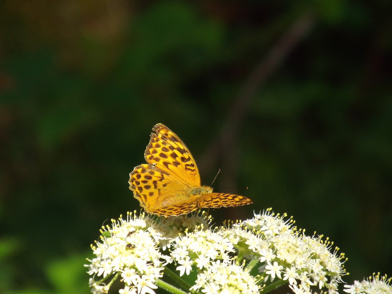 butterfly  flower  summer free photo