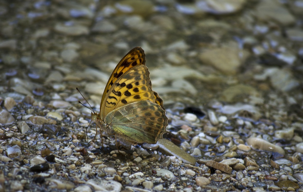 butterfly  river  beautiful free photo