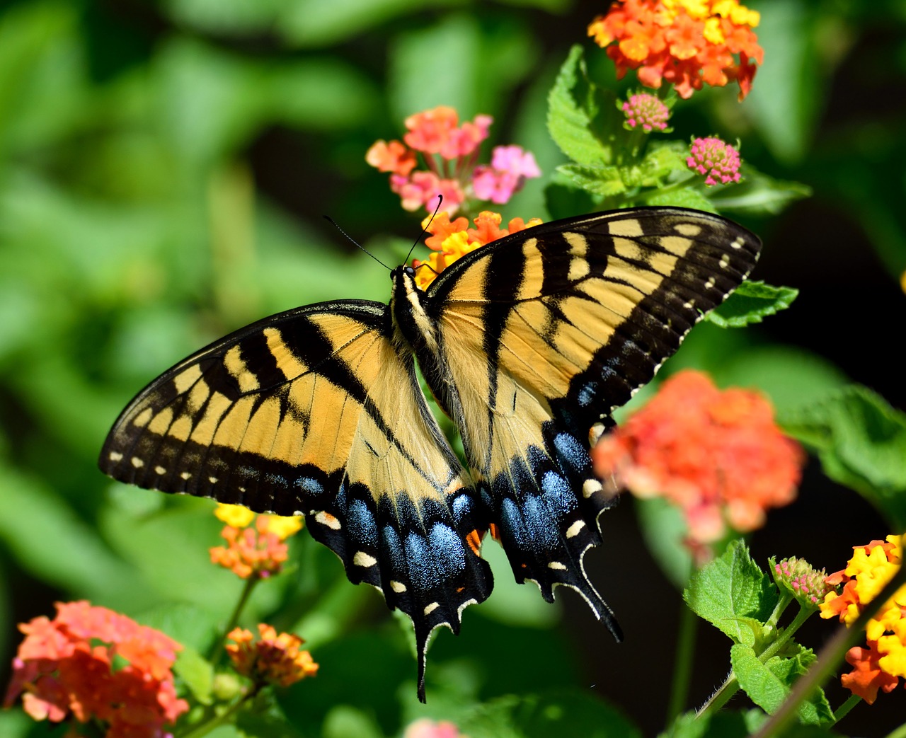 butterfly  nature  insect free photo