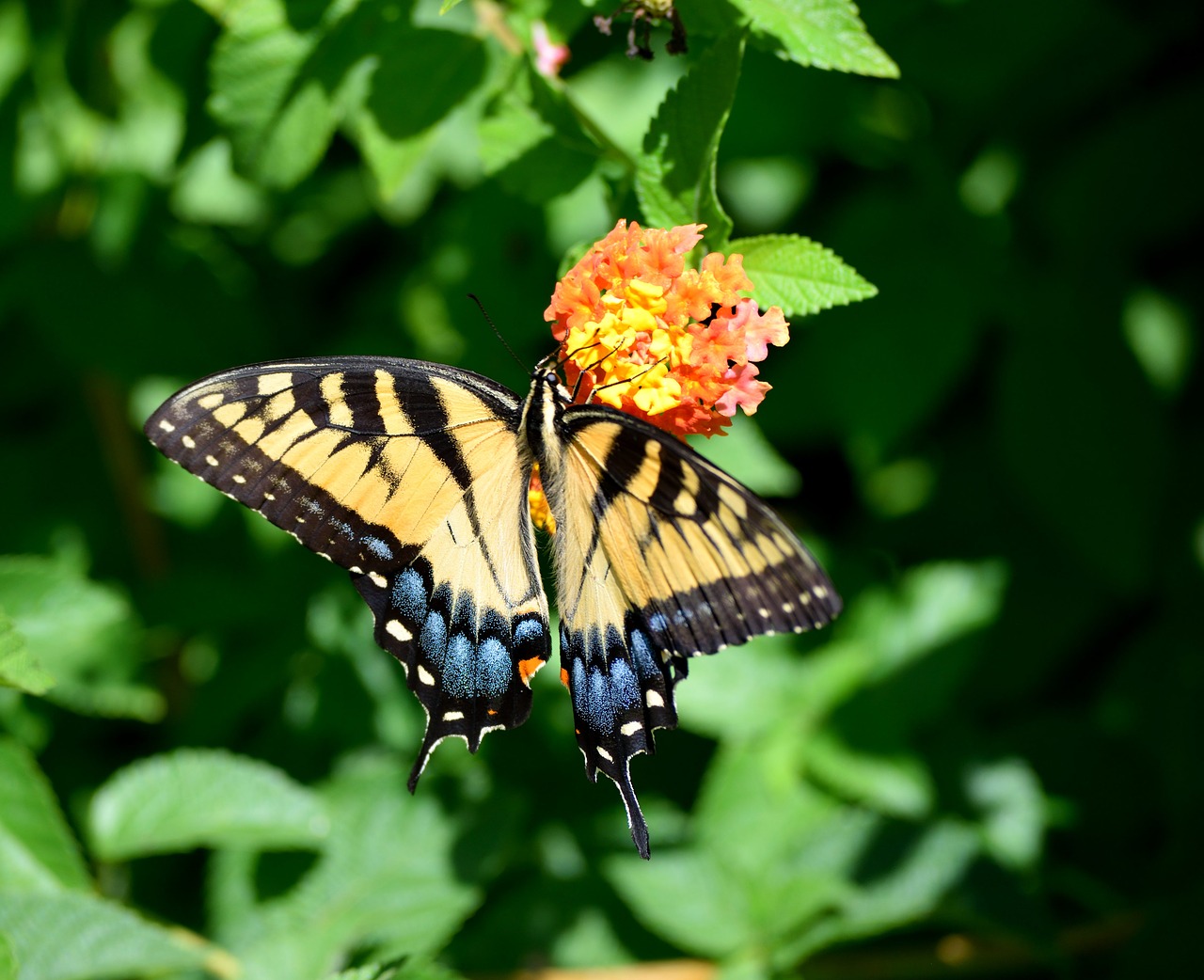 butterfly  nature  insect free photo