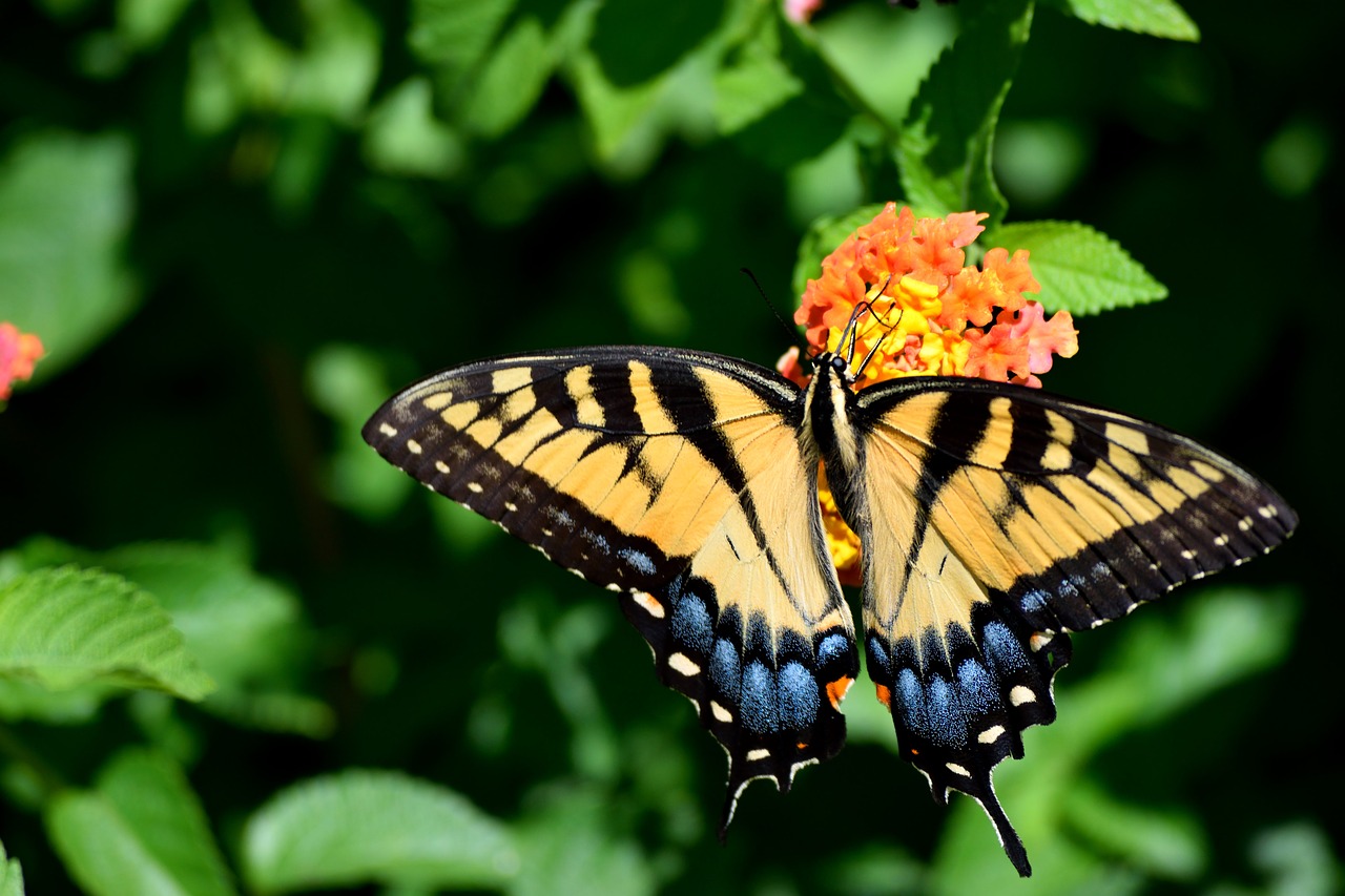 butterfly  nature  insect free photo