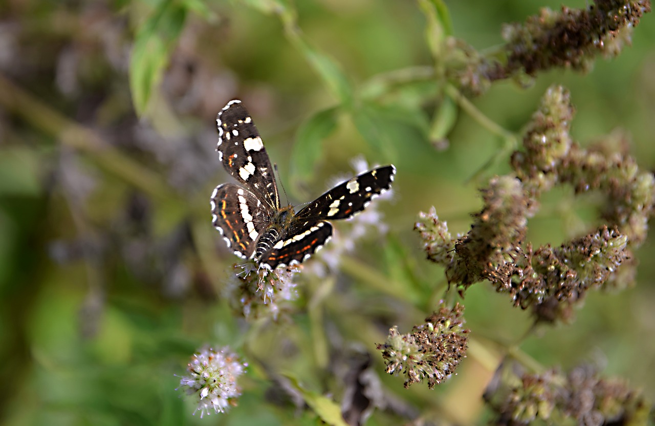 butterfly  insects  flower free photo