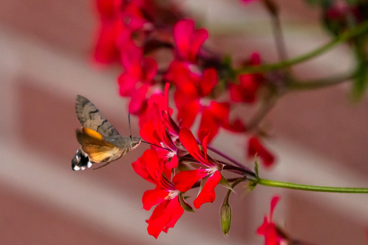 butterfly  hummingbird hawk moth  insect free photo
