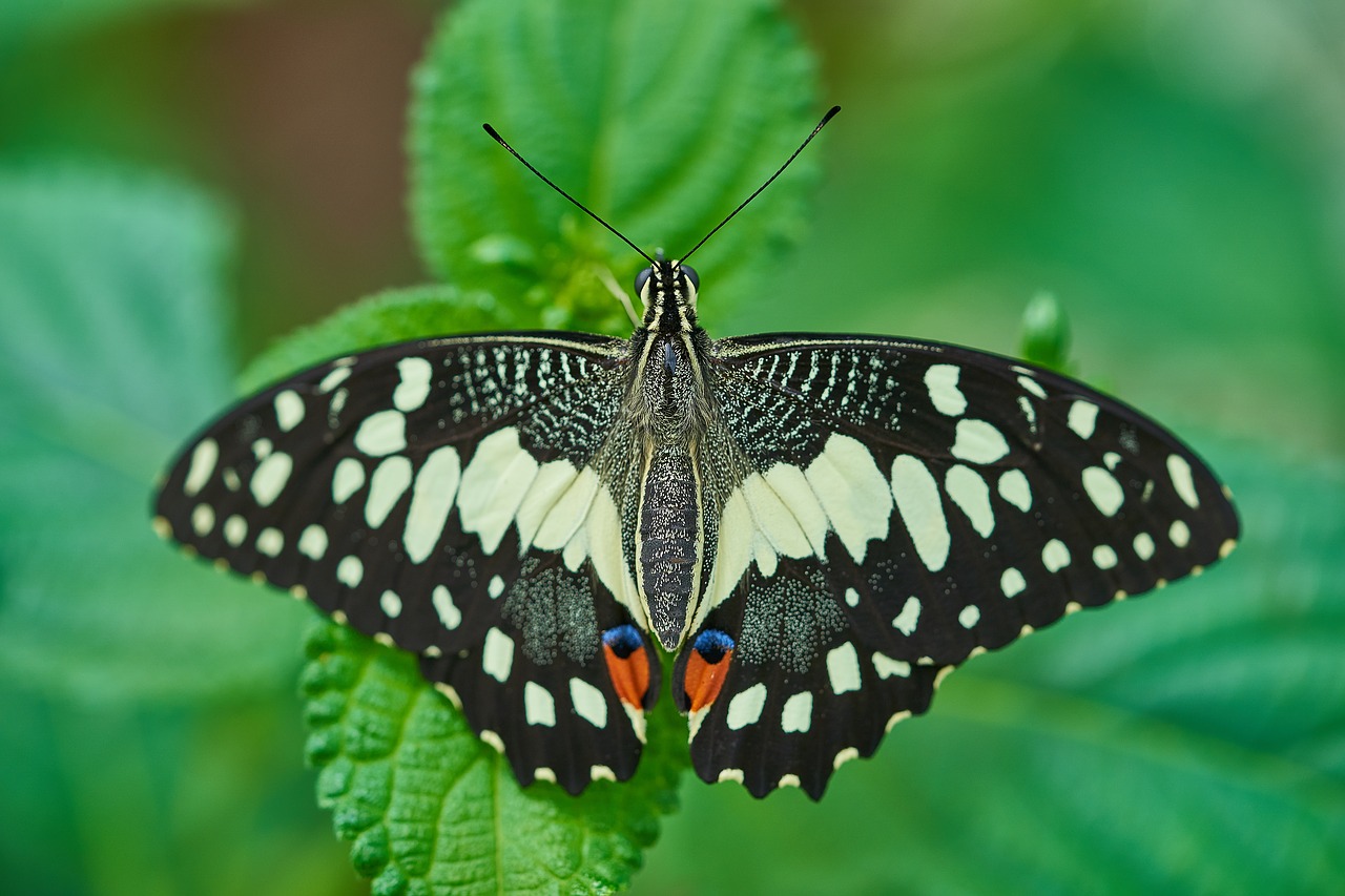 butterfly  plant  summer free photo