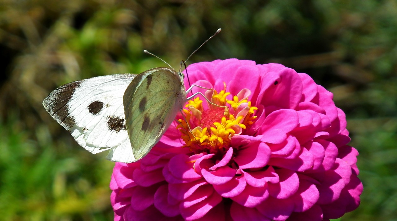 butterfly  insect  flower free photo