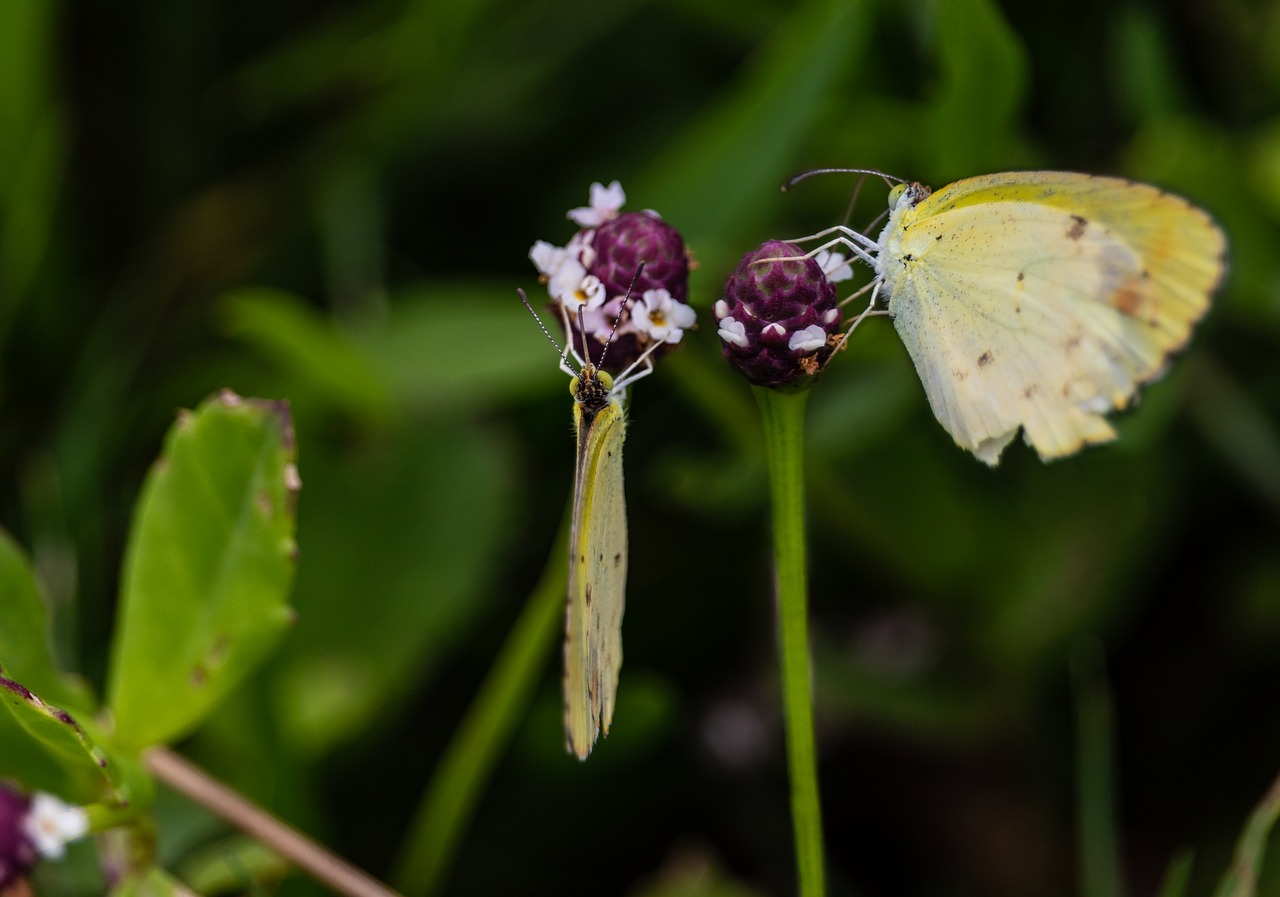 butterfly  yellow  insects free photo