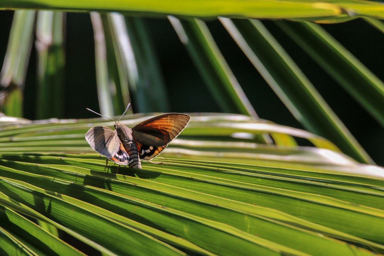 butterfly  insect  nature free photo