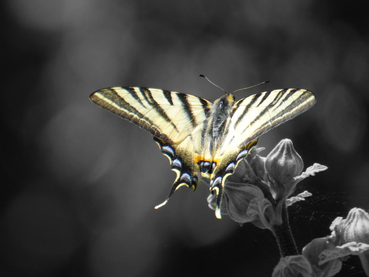 butterfly  summer  wing striped free photo