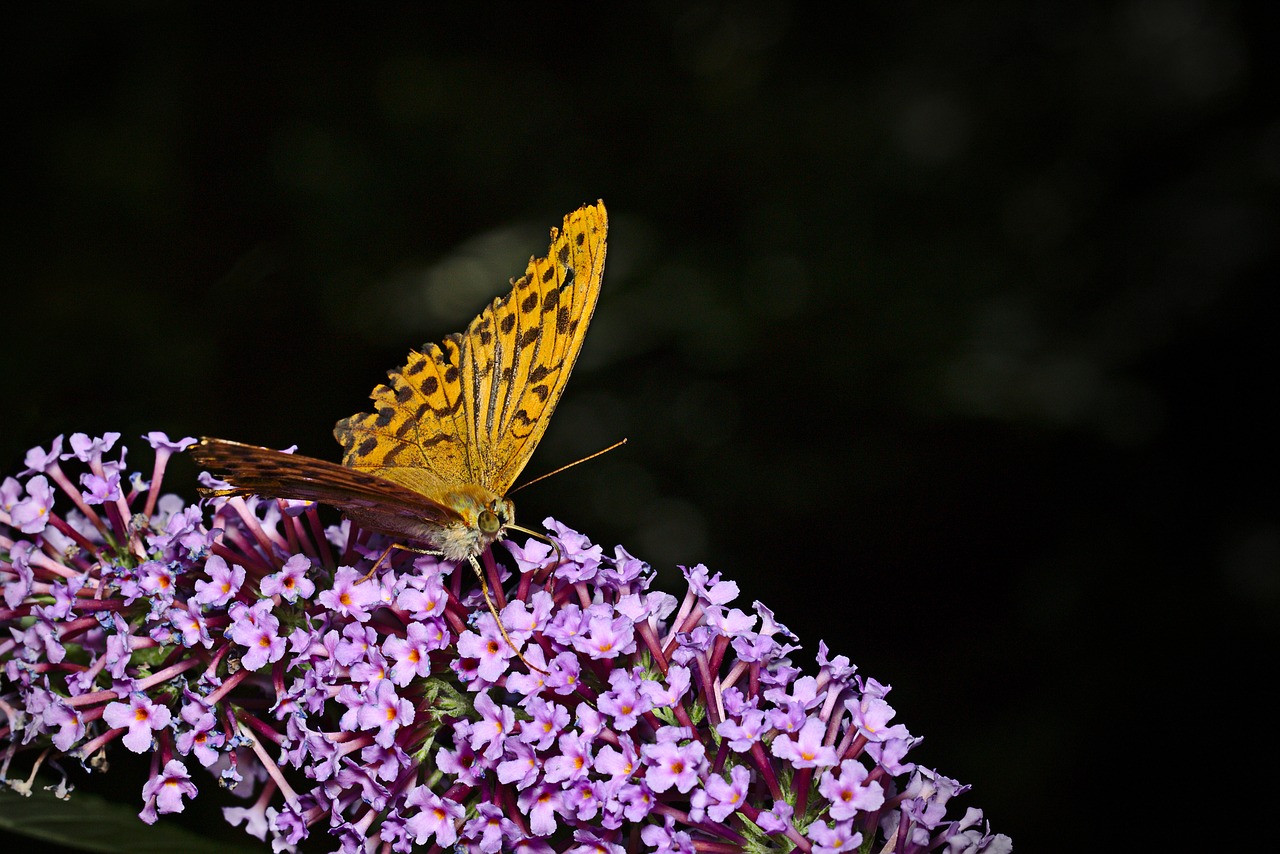 butterfly  summer lilac  macro free photo