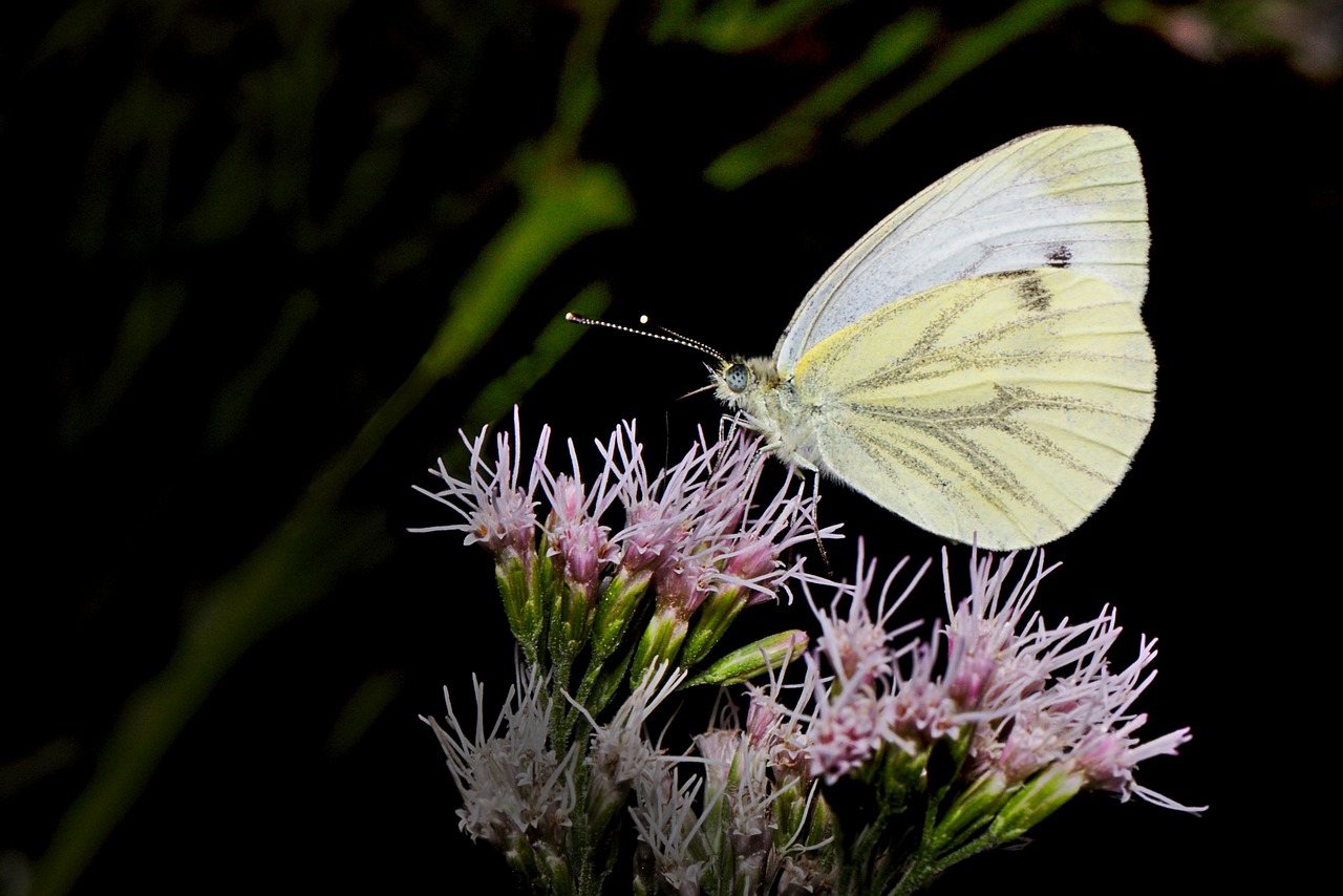 butterfly  summer  insect free photo