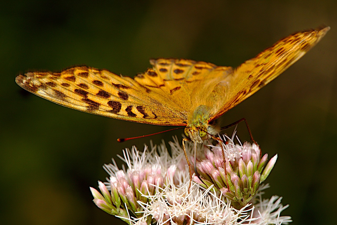 butterfly  summer  close up free photo