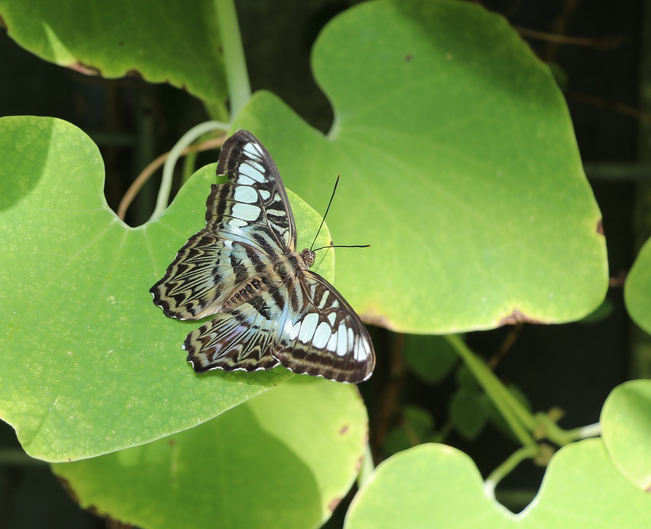 butterfly  green leaf background  nature free photo