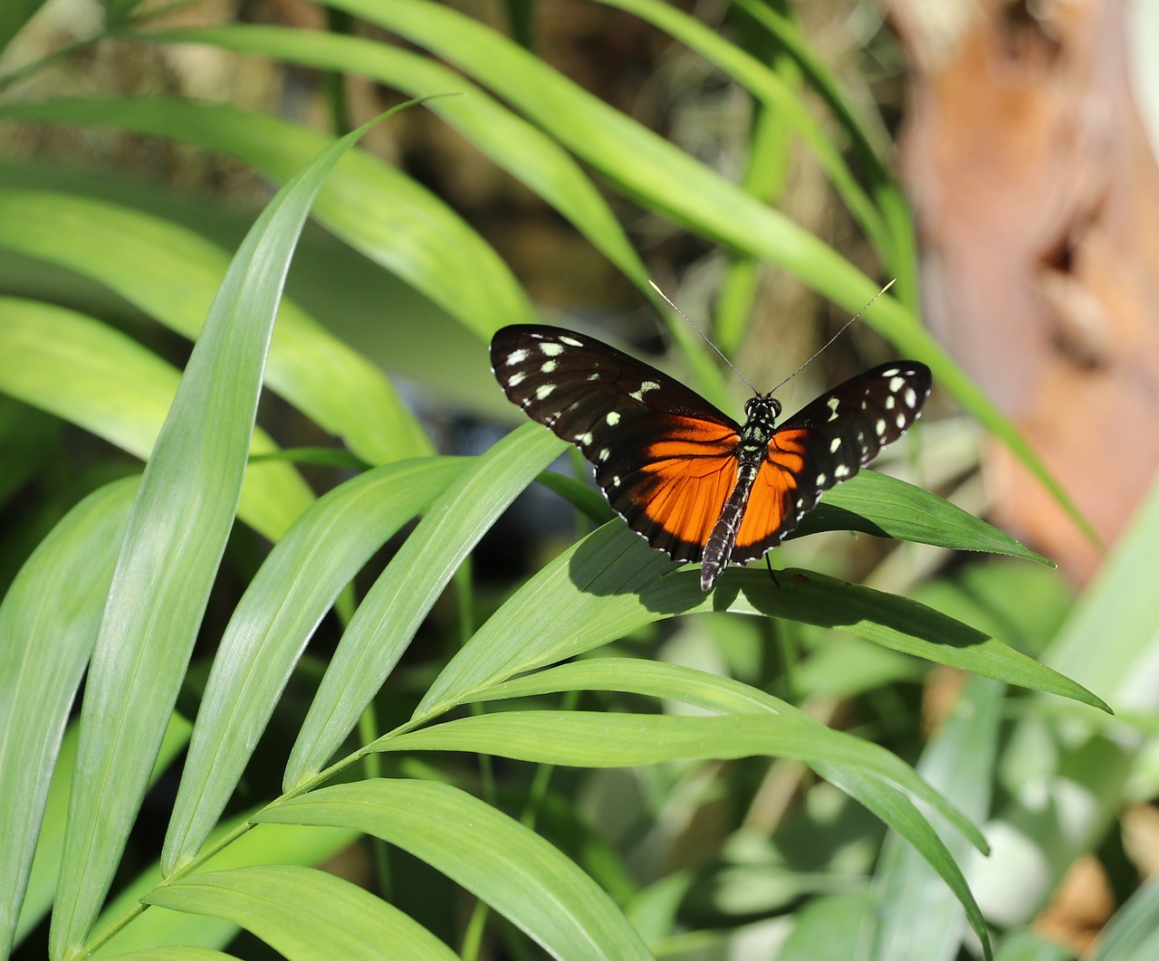 butterfly  orange spotted  insect free photo