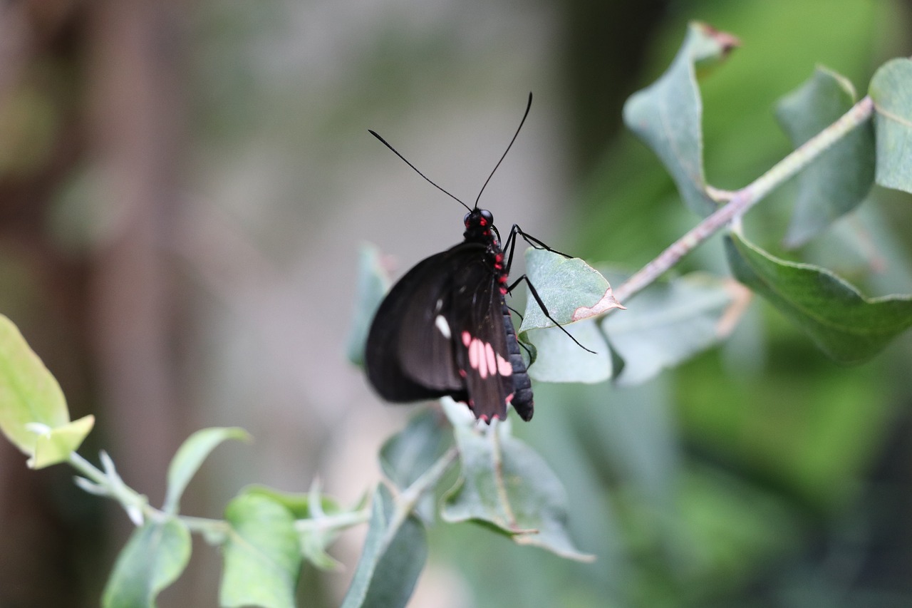 butterfly  butterflies  nature free photo