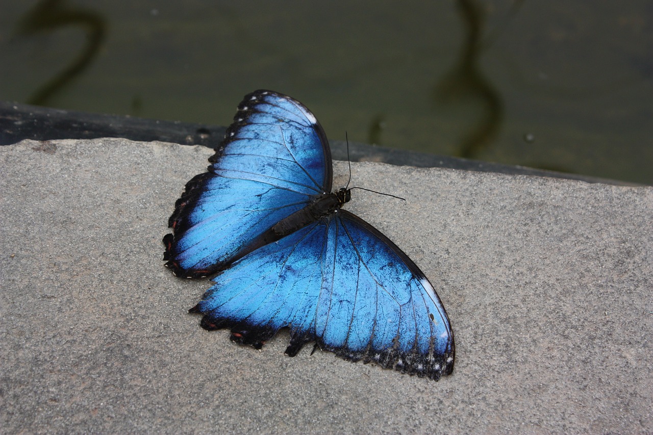 butterfly butterflies flying insect blue free photo