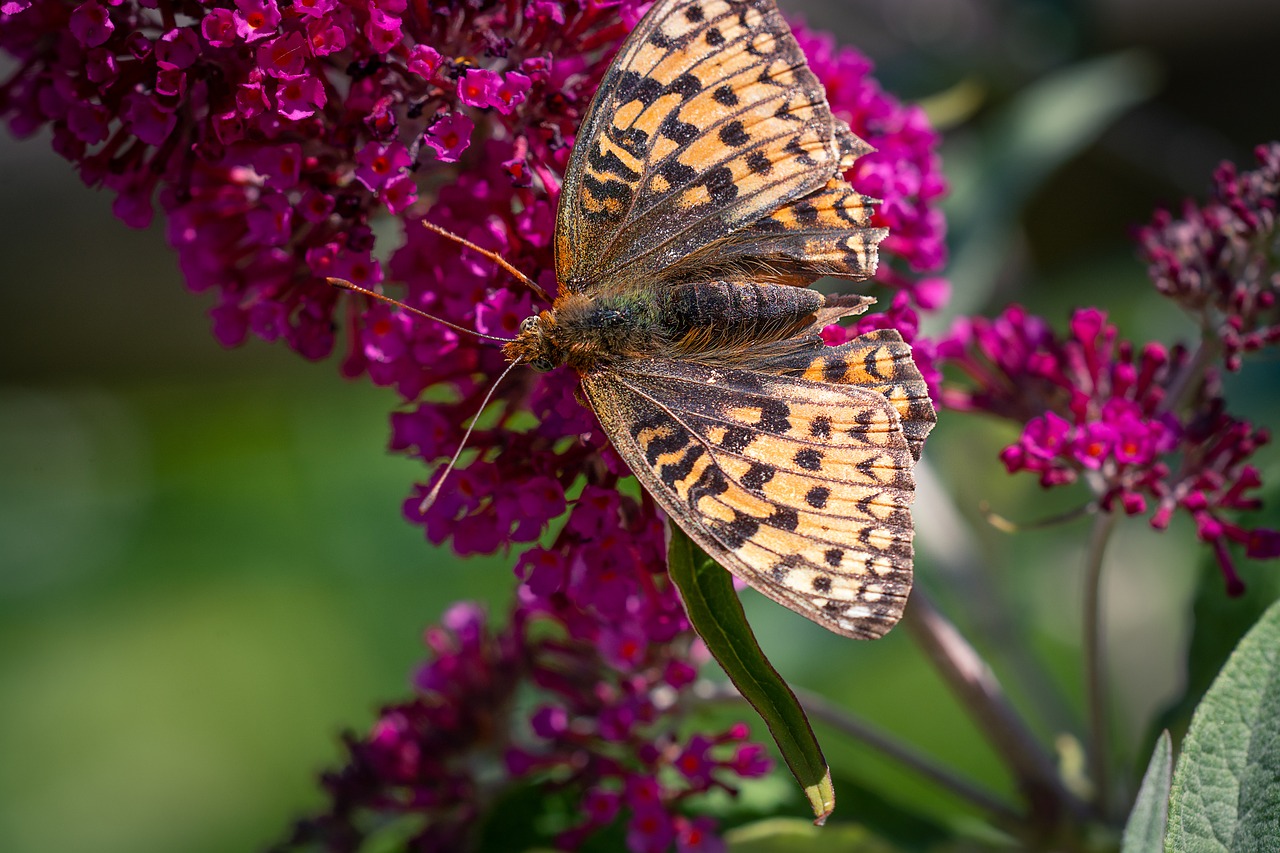 butterfly  fritillary  insect free photo