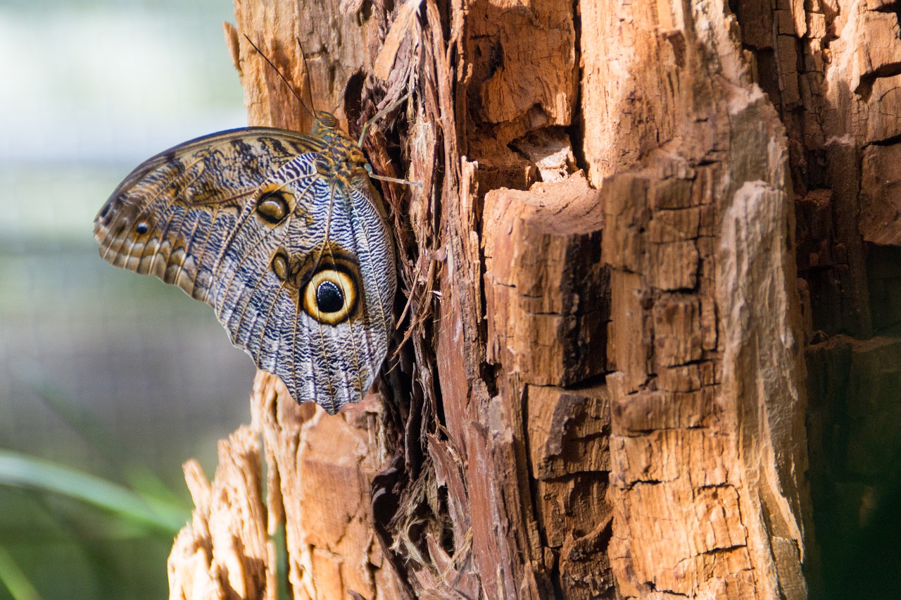 butterfly  tree  nature free photo