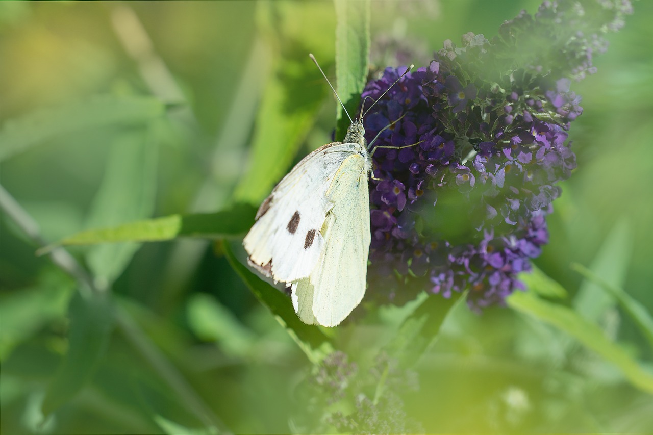 butterfly  butterflies  edelfalter free photo