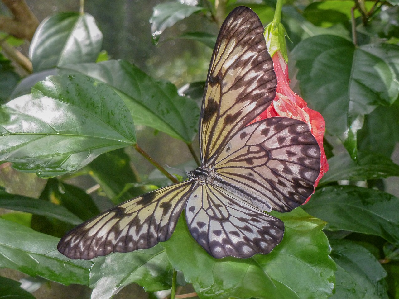 butterfly  aruba  animals free photo