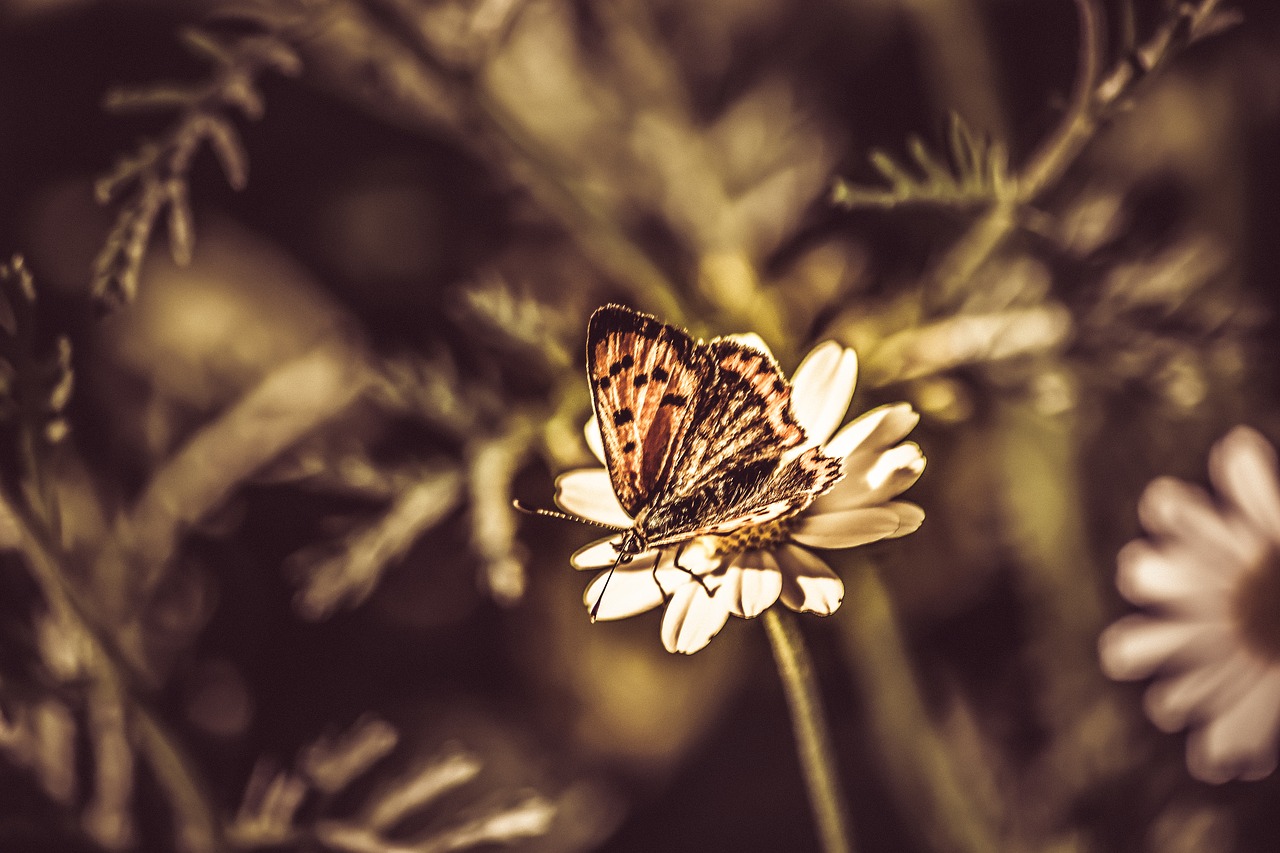 butterfly  nature  summer free photo