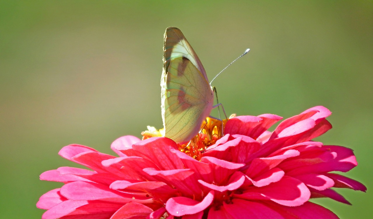 butterfly  insect  nature free photo