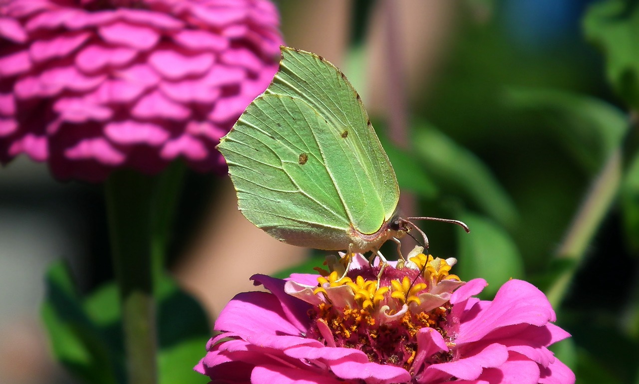 butterfly  insect  flower free photo