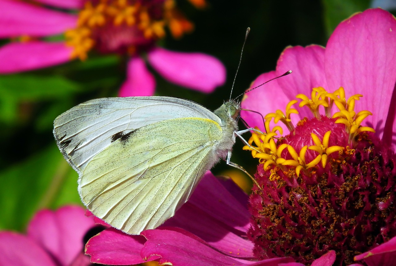 butterfly  insect  flower free photo