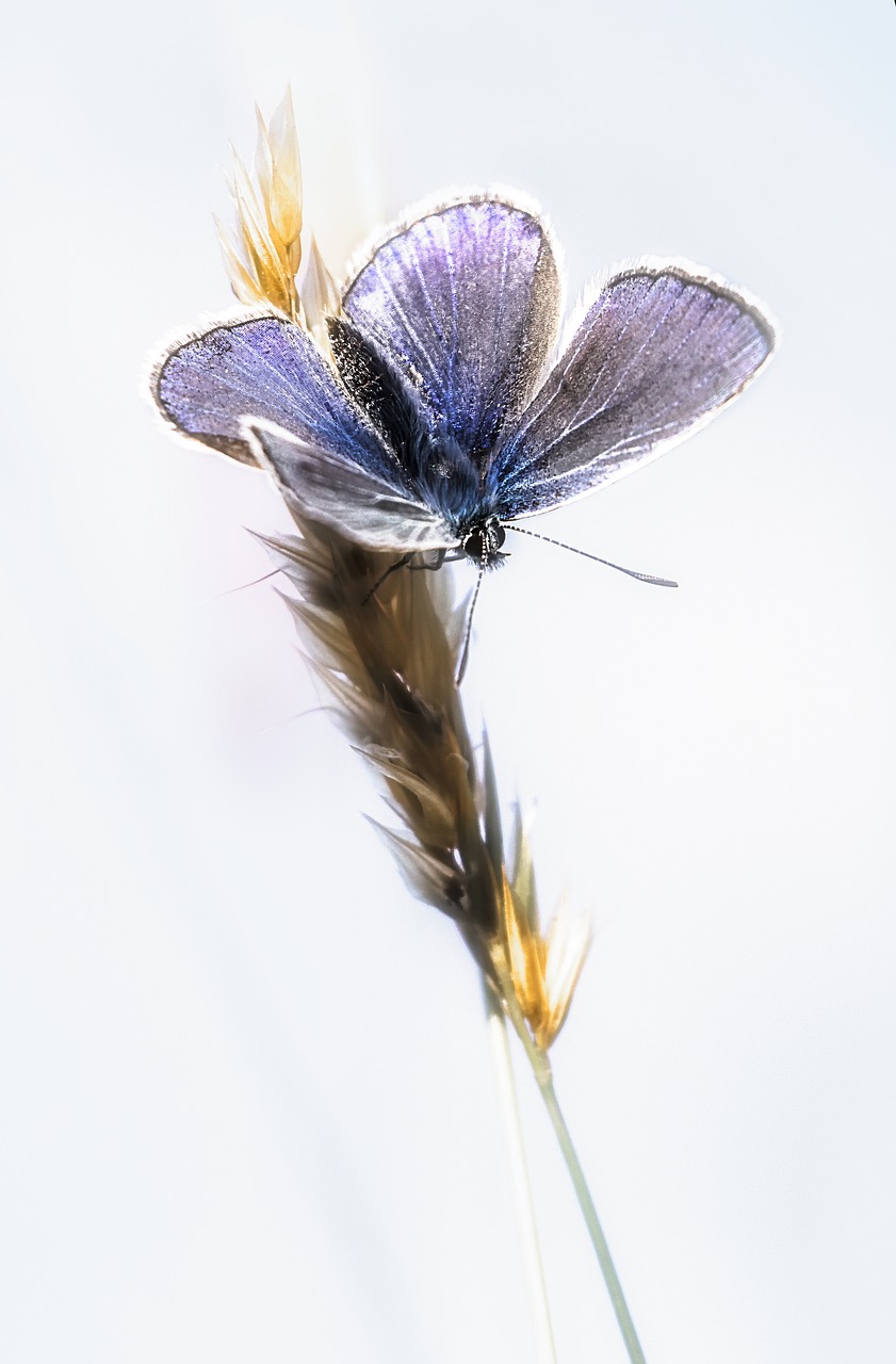 butterfly  serenity  summer free photo