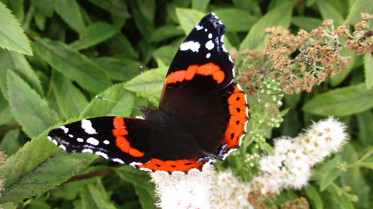 butterfly  atalanta  admiral free photo